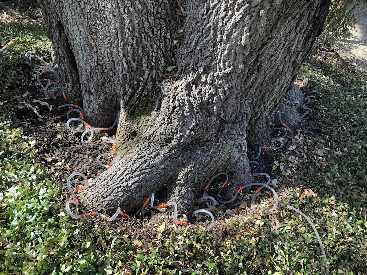 Detailed Tree Cabling and Bracing job site in Malone