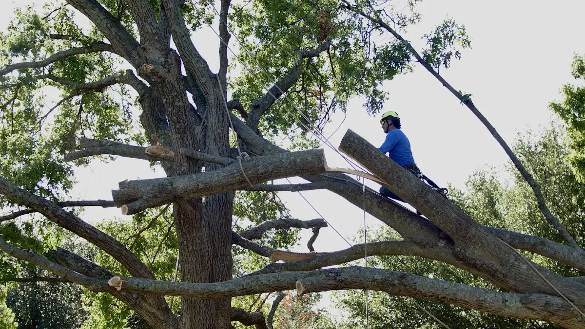Professional Crown Thinning performed by certified arborists in Malone