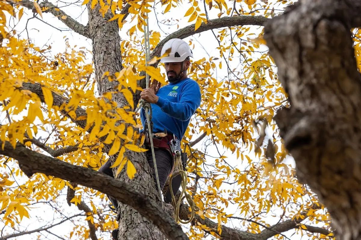 Skilled Tree Trimming crew working in Malone